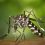 Convocatoria a estudiantes de biología para participar como ayudantes de investigación en un proyecto sobre dengue