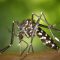 Convocatoria a estudiantes de biología para participar como ayudantes de investigación en un proyecto sobre dengue