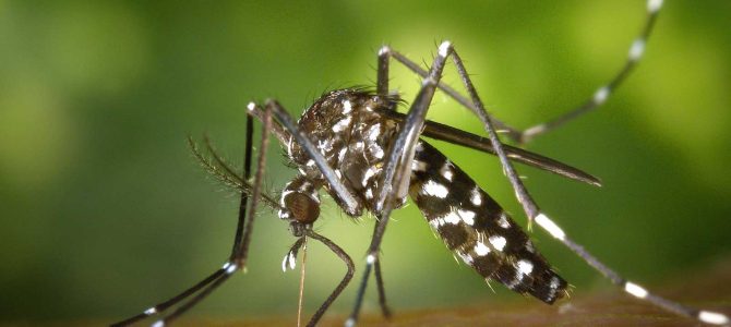 Convocatoria a estudiantes de biología para participar como ayudantes de investigación en un proyecto sobre dengue