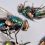 Las moscas que anuncian la muerte: la ciencia sofistica el uso de insectos para resolver crímenes más complejos