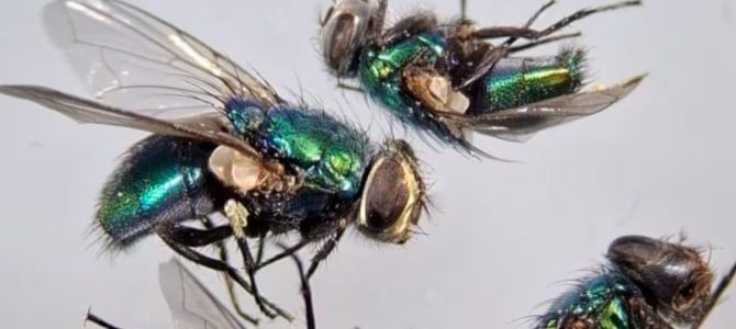 Las moscas que anuncian la muerte: la ciencia sofistica el uso de insectos para resolver crímenes más complejos