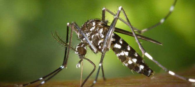 Especialista del CREAN consultada por medios nacionales sobre la invasión de mosquitos