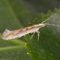 Plutella xylostella en Brassicaceae cultivadas y silvestres en Córdoba