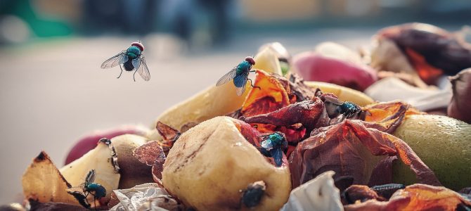 Ecología urbana de insectos sarcosaprófagos y entomología forense